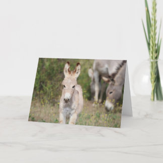 Cartão Saudações de Burros Selvagens