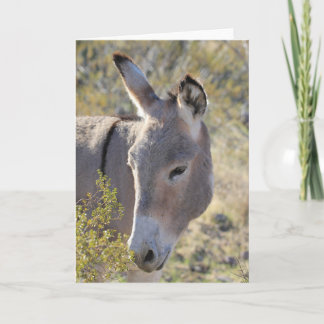 Cartão Saudações de Burros Selvagens
