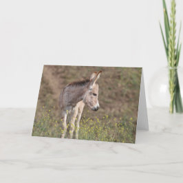 Cartão Saudações de Burros Selvagens