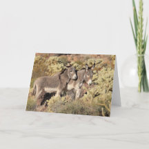 Saudações de Burros Selvagens