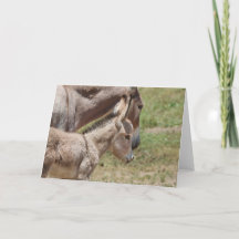 Saudações de Burros Selvagens