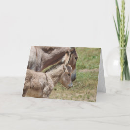 Cartão Saudações de Burros Selvagens