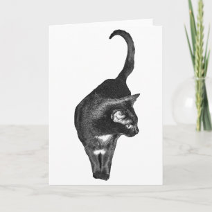 Cartão Saudações de Gato Gentil