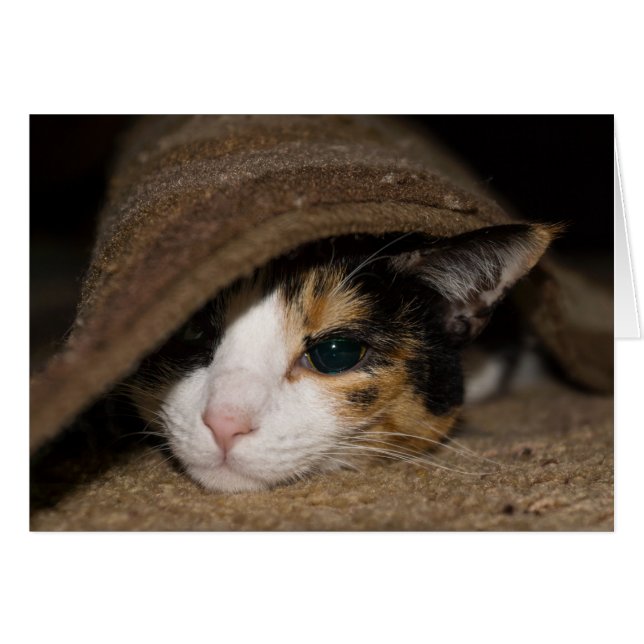 Cartão Saudável Calico Taco (Frente horizontal)