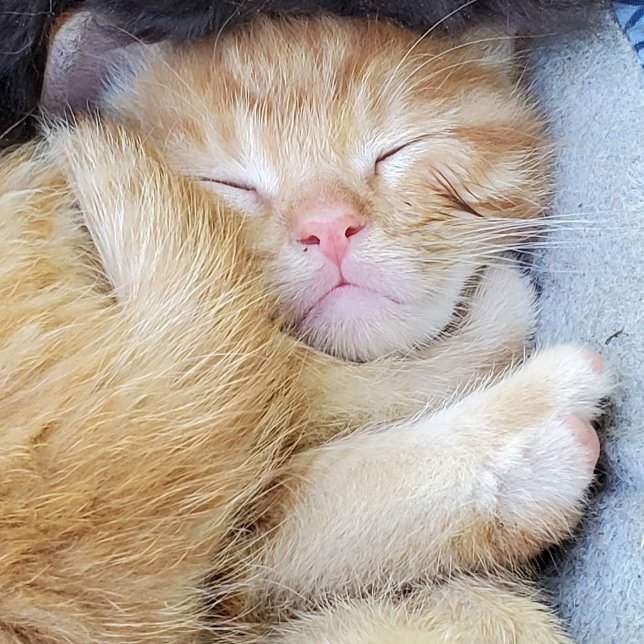 Cartão Saudável - Gatinho Dormindo (Criador carregado)