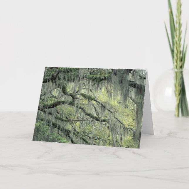 Cartão Savannah, Georgia, Live Oak tree draped with (Frente)