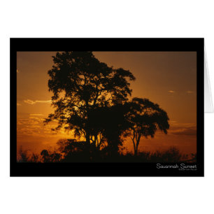 Cartão Savannah Sunset Card