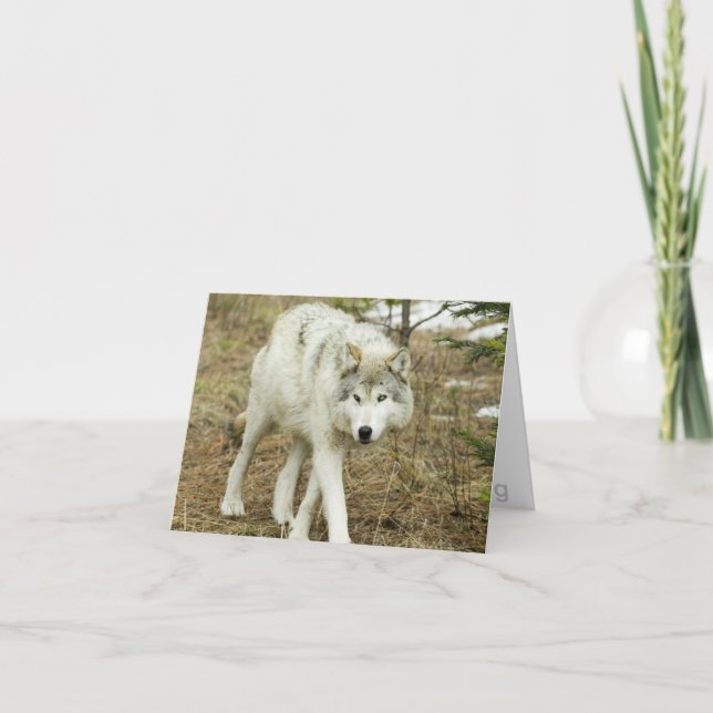 Cartão Sawtooth Pack: Wolves of the Nez Perce Note Card (Frente)