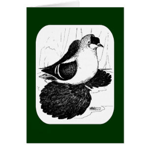 Cartão Saxon Swallow Pigeon 1978