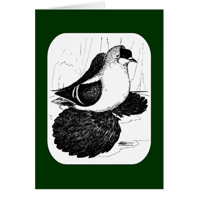 Cartão Saxon Swallow Pigeon 1978 (Frente)