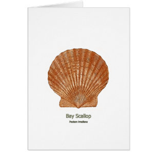 Cartão Scallop Shell da baía