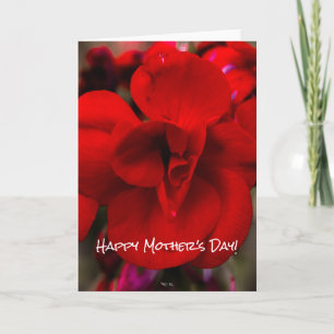 Cartão Scarlet Begonias