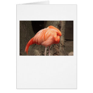 Cartão Scarlet Flamingo