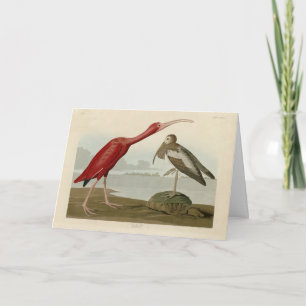 Cartão Scarlet Ibis - das Aves da América de Audubon