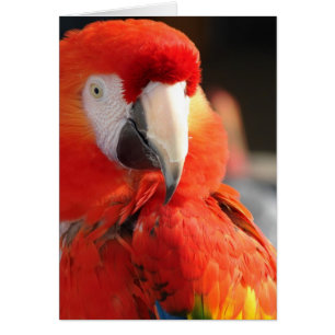 Cartão Scarlet Macaw