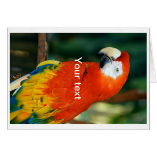 Cartão Scarlet Macaw