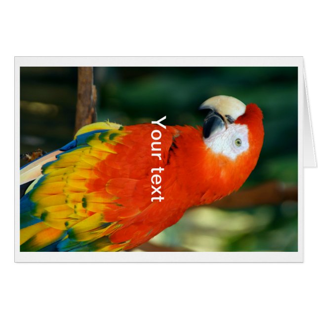Cartão Scarlet Macaw (Frente Horizontal)