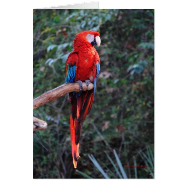 Cartão Scarlet Macaw (Frente)