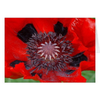 Cartão Scarlet O' Note