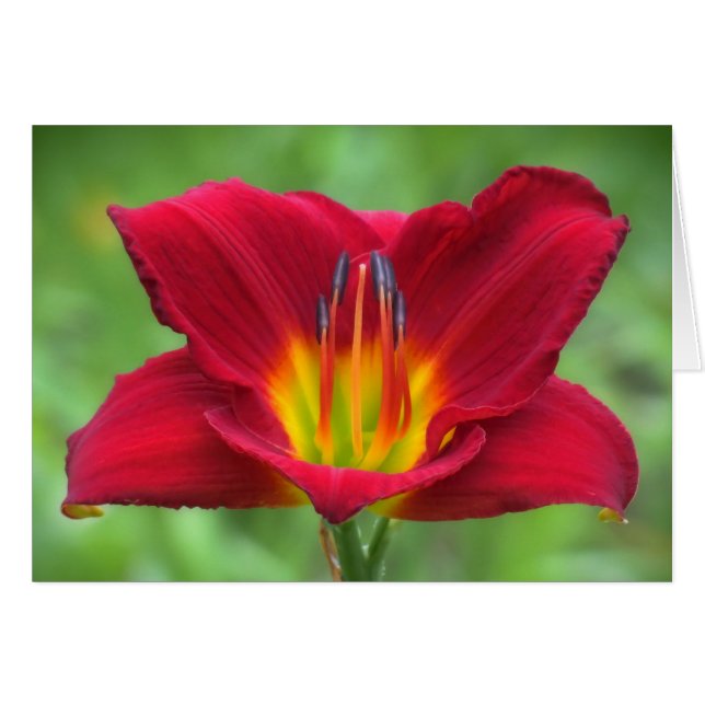 Cartão Scarlet Orbit Daylily (Frente Horizontal)