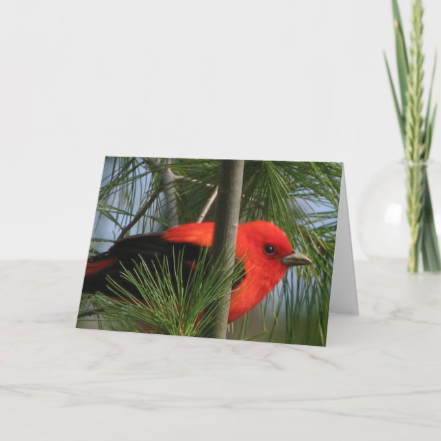 Cartão Scarlet O'Tanager Card (Frente)