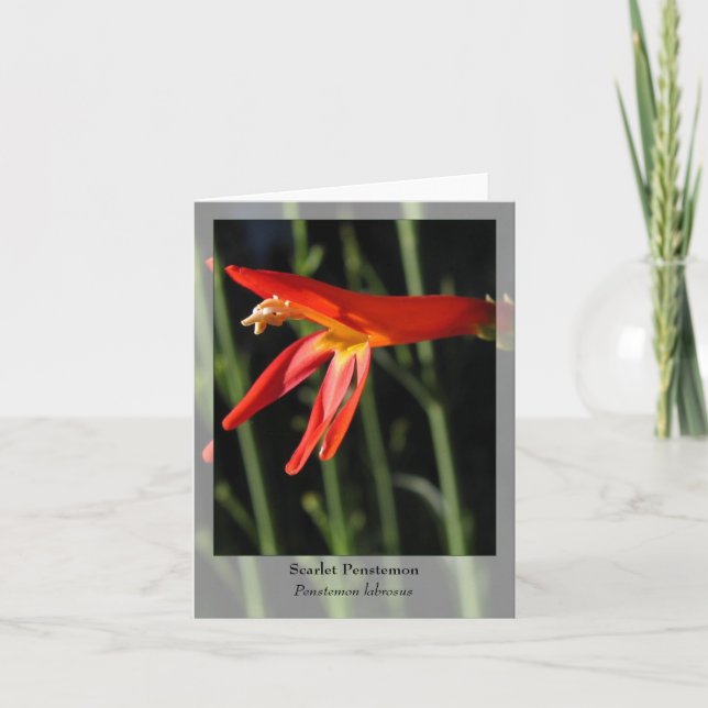 Cartão Scarlet Penstem - Native Notecard (Frente)