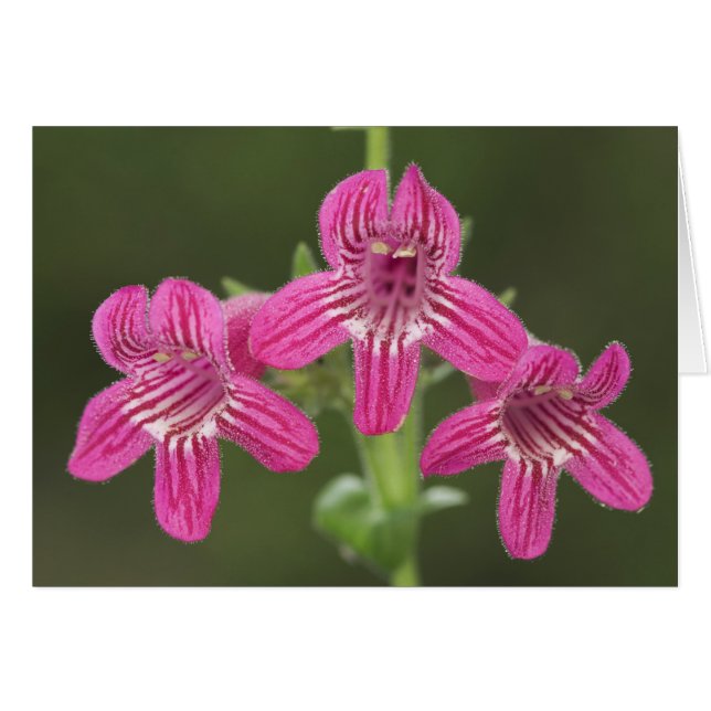 Cartão Scarlet Penstem, Penstem triflorus, (Frente Horizontal)