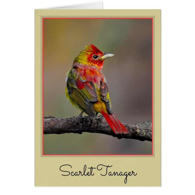 Cartão Scarlet Tanager Molting - Fotografia original (Frente)
