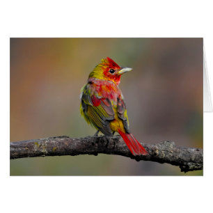 Cartão Scarlet Tanager Molting - Fotografia original