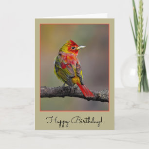 Cartão Scarlet Tanager Molting - Fotografia original