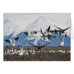Cartão Scattering Geese