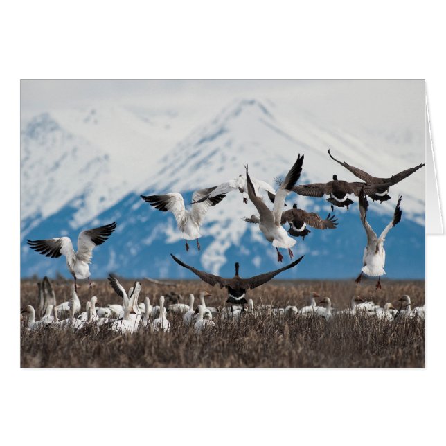 Cartão Scattering Geese (Frente horizontal)