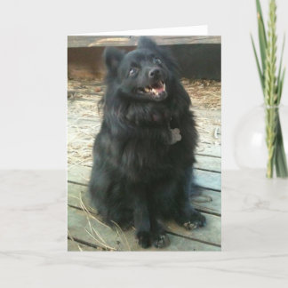 Cartão Schipperke Dog General Greeting Card