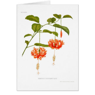 Cartão Schizopetalus do hibiscus
