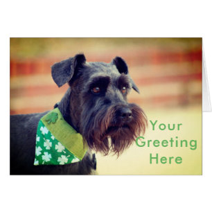 Cartão Schnauzer diminuto preto