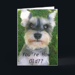 Cartão Schnauzer Happy Bday<br><div class="desc">Let your friends know they've still got it on their special day!</div>