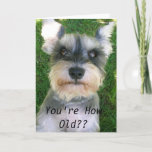 Cartão Schnauzer Happy Bday<br><div class="desc">Let your friends know they've still got it on their special day!</div>