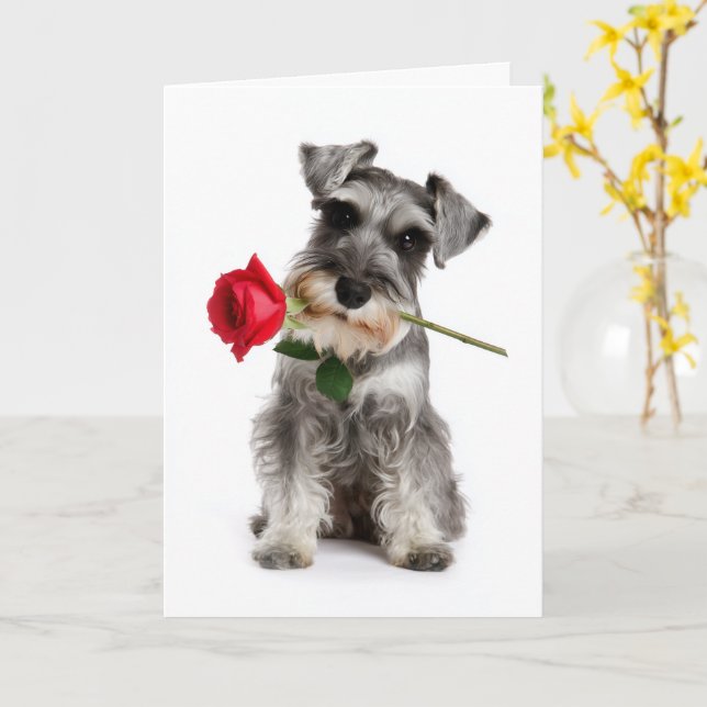 Cartão Schnauzer Valentine – Amor Fiel com uma Rosa (Flor Amarela)