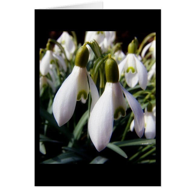 Cartão schneegloeckchen (Frente)