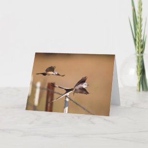 Cartão Scissor-Tailed Flycatchers (Tyrannus Forficatus)