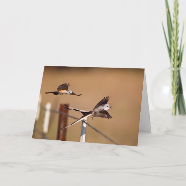 Cartão Scissor-Tailed Flycatchers (Tyrannus Forficatus) (Frente)