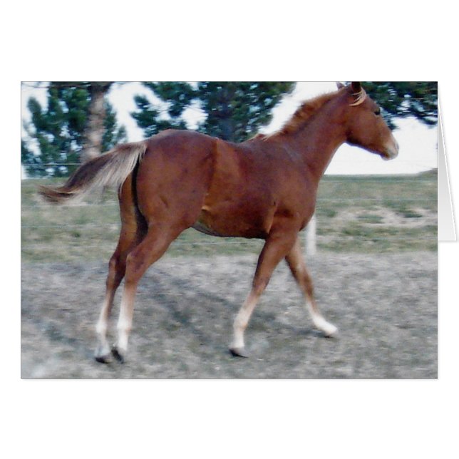 Cartão Scotch Boy (Frente Horizontal)