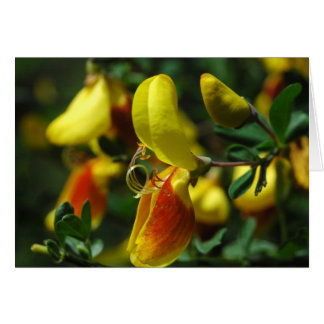 Cartão Scotch Broom Blossoms