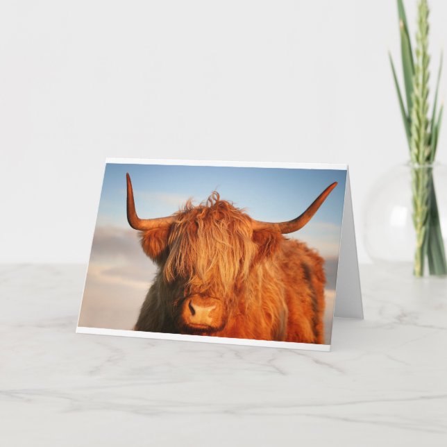 Cartão Scottish Highland Cow - Escócia (Frente)