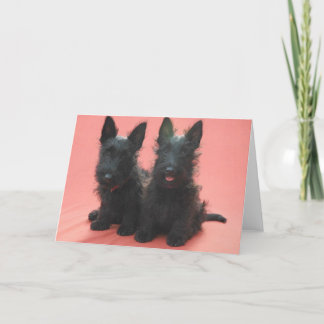 Cartão Scottish Terrier puppies greeting cards