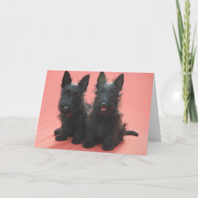 Cartão Scottish Terrier puppies greeting cards (Frente)