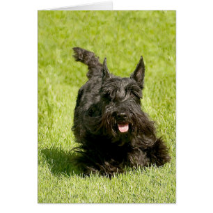 Cartão Scottish Terrier Running Free
