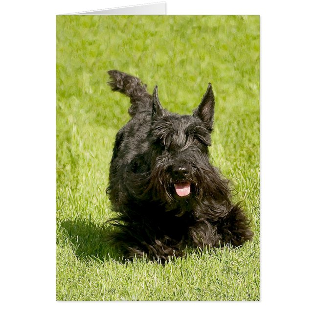 Cartão Scottish Terrier Running Free (Frente)