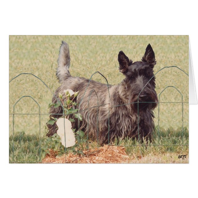 Cartão Scottish Terrier Tigrado com Rosas (Frente Horizontal)