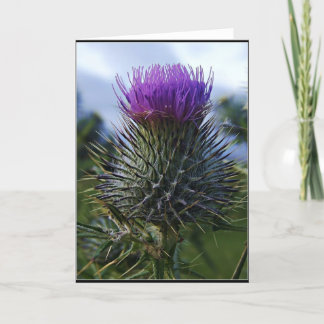 Cartão Scottish Thistle Fine Art Photography